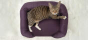 Widok z góry kota siedząceGo na fioletowym leGowisku z pianki z pamięcią kształtu kota