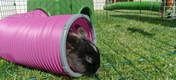 Ulepsz wybieg dla królika za pomocą Tuneli Omlet, aby naśladować naturalne norki, którymi cieszą się króliki na wolności.