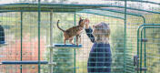 Człowiek głaszczący kota wewnątrz Omlet catio z Freestyle zewnętrzne drzewko dla kotów
