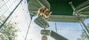 Kot schodzący w dół Freestyle odkryte drzewko dla kotów w Omlet catio na zewnątrz w ogrodzie