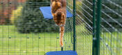 Kot skaczący z półki dla kota z materiału w Omlet wybieg dla kotów na zewnątrz