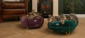 Koty w salonie śpiące w jakości fig fioletowy i zielony pączek łóżko kotów