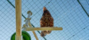 Ujęcie kurczaka siedząceGo na Omlet Poletree system rozrywkowy dla kurcząt w Omlet wybieg dla kurcząt