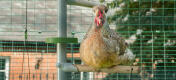 Zbliżenie kurczaka gniazdująceGo na Omlet kurczak Poletree system rozrywkowy wewnątrz Omlet wybieg dla kurcząt