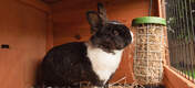 Caddi to także doskonały podajnik siana dla królików, który można zawiesić w drewnianym domku dla królików lub na wybiegu walk-in dla królików