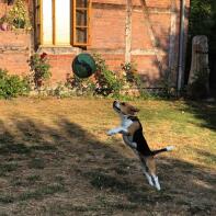 Czarny, brązowo-biały beagle w ogrodzie, skaczący wysoko po piłkę