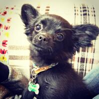 Czarny, długowłosy szczeniak Chihuahua.