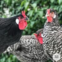 Czarne, białe i czerwone kurczaki w ogrodzie
