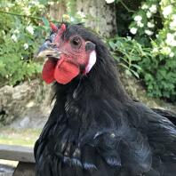 Zdjęcie z bliska czarno-czerwoneGo koguta kurczaka