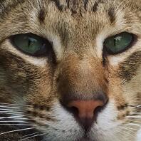 Zdjęcie kota tabby z zielonymi oczami w zbliżeniu