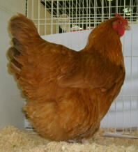 Kurczak z bufetu lincolnshire
