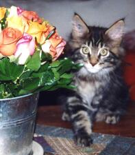 Bukiet róż z kotem maine coon w typie tabby