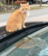 Pomarańczowy kot brytyjski krótkowłosy stał na masce samochodu