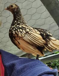 Kurczak siedzący na ramieniu