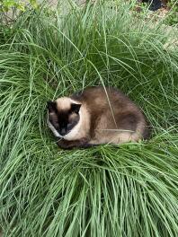 Milo w swojej ulubionej trawie