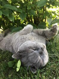 Kot leżący w trawie