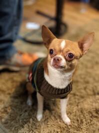 Chihuahua pies siedzący na dywanie
