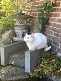 Biały kot w ogrodzie stał na kamieniu
