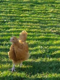 Buff Orpington Chick na wolnym wybiegu