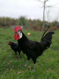 Duży czarny kurczak i mały czarny kurczak na trawie