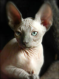 Kot rasy sfinks o pięknych, dużych uszach.