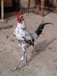 Kurczak z wyciągniętymi nogami