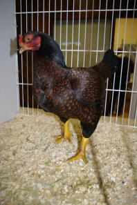 Kurczak w klatce