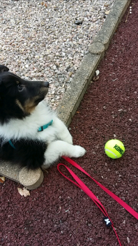 Pies obok piłki tenisowej