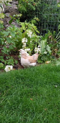 Biała i brązowa kura w ogrodzie za siatką