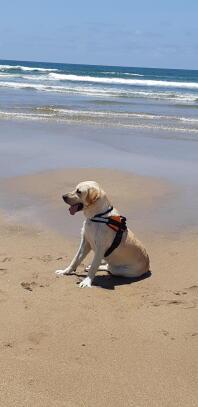 Labrador z uprzężą na plaży