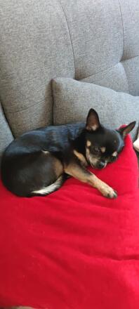 Chihuahua śpi na sofie
