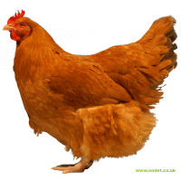 Złota kura Lincolnshire