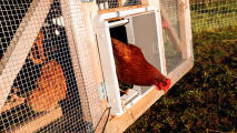 Kurczak wychodzący z kurnika Omlet Autodoor przymocowaneGo do drewnianeGo kurnika