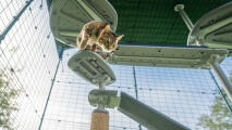 Kot wspinający się po schodkach przymocowanych do drapaka Freestyle 