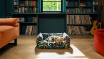 Pies leżący na kolorowym leGowisku w przytulnej czytelni