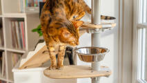 Kot zaglądający do miski z jedzeniem na platformie Freestyle 