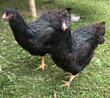Dwa czarne kurczaki - barnevelder.