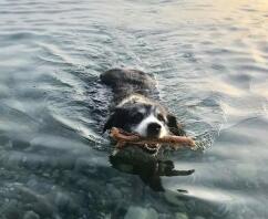 Pies z patykiem w pysku pływa