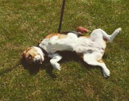 Beagle wylegujący się na słońcu na trawniku podczas spaceru