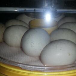inkubacja cennych jajek jedwabistych