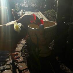 Kurczak szukający robaków w doniczce z kwiatami.
