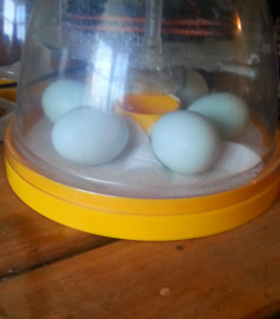 moje kremowe jajka na nogach w moim mini inkubatorze Brinsea mini eco