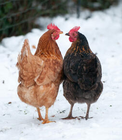 2 kurczaki patrzące na siebie w Snow