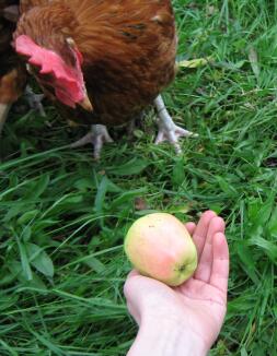Kurczak przygląda się jabłku