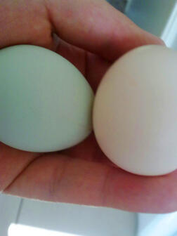 2 jajka trzymane w ręku