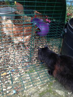 Absynthe poznała swoich nowych przyjaciół kurczaków po raz pierwszy!