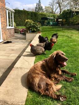 Kurczaki, kot i pies - ciesząc się słońcem