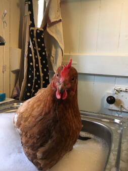 Kąpiel kurczaka po wypadnięciu