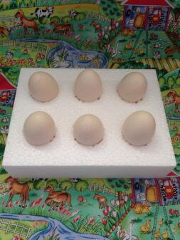Specjalne pudełka do wysyłania płodnych jaj