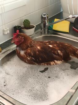 Rusty podczas kąpieli.